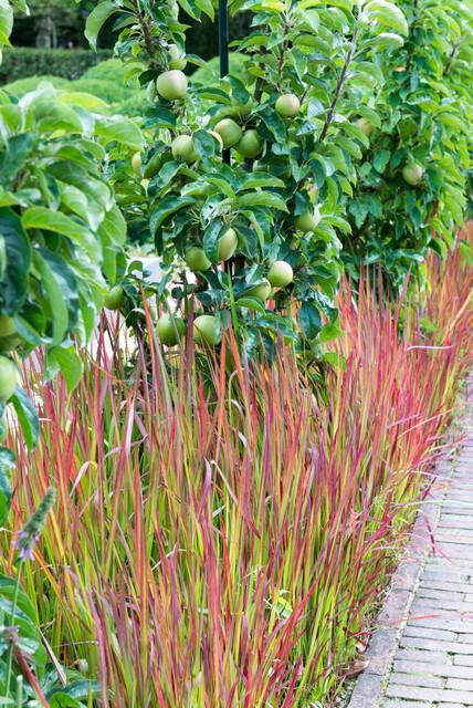 Imperata cylindrica 'Red Baron'