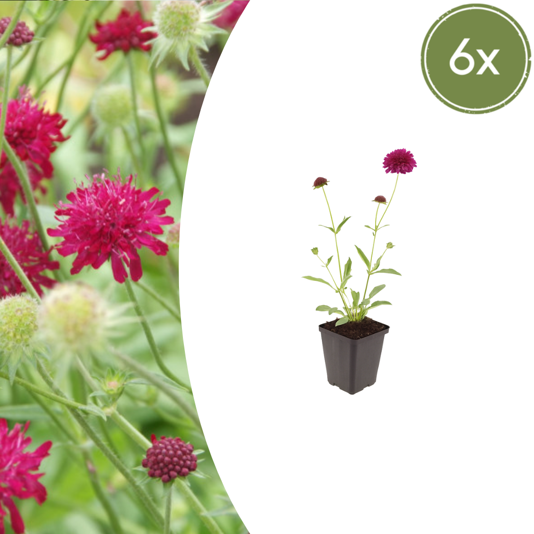 Knautia macedonica (Witwenblume)