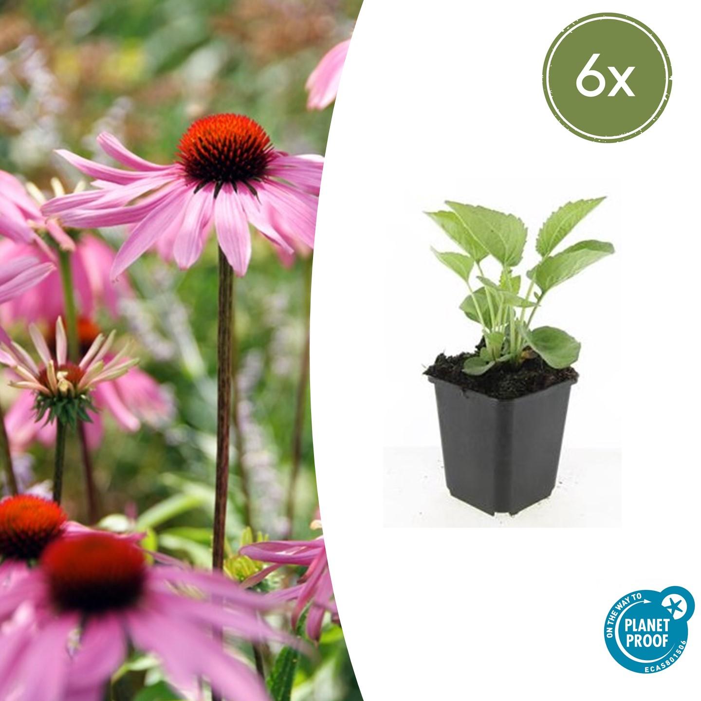 Sonnenhut ‘Magnus’ (Echinacea purpurea)