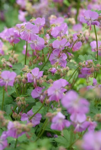 Storchschnabel ‘Cambridge’ (Geranium cantabrigiense)
