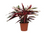 Calathea Triostar (Stromanthe) - 70 cm - Ø19cm