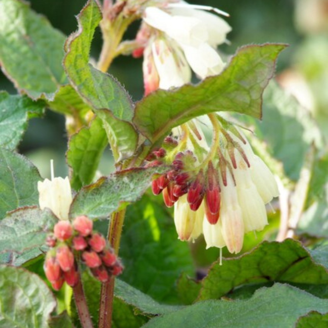 Symphytum grandiflorum (Kaukasus-Beinwell)