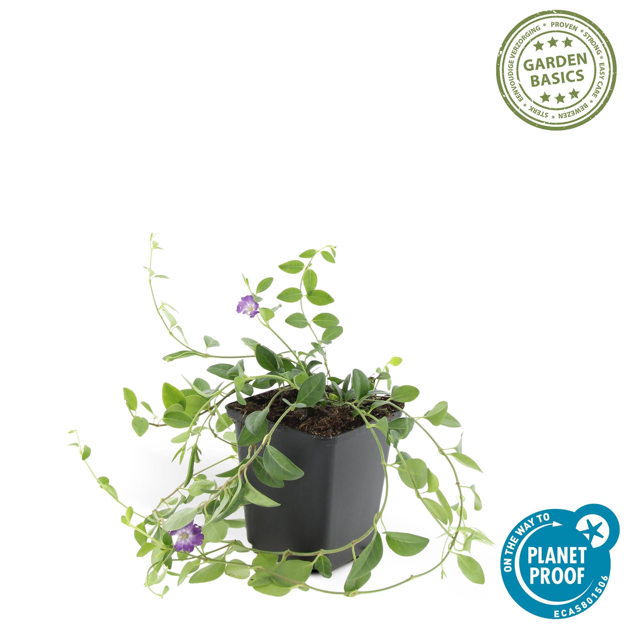 Kleines Immergrün ‘Atropurpurea’ (Vinca minor)