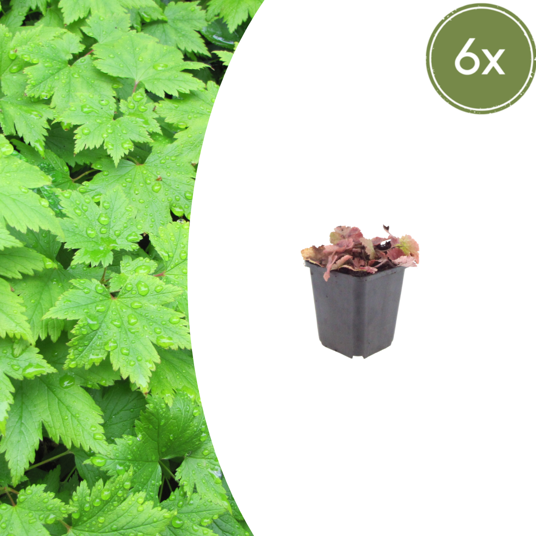 Tiarella cordifolia