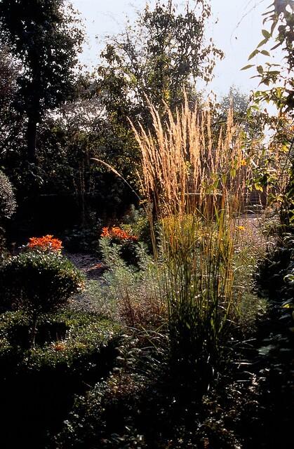 Reitgras ‘Karl Foerster’ (Calamagrostis acutiflora)