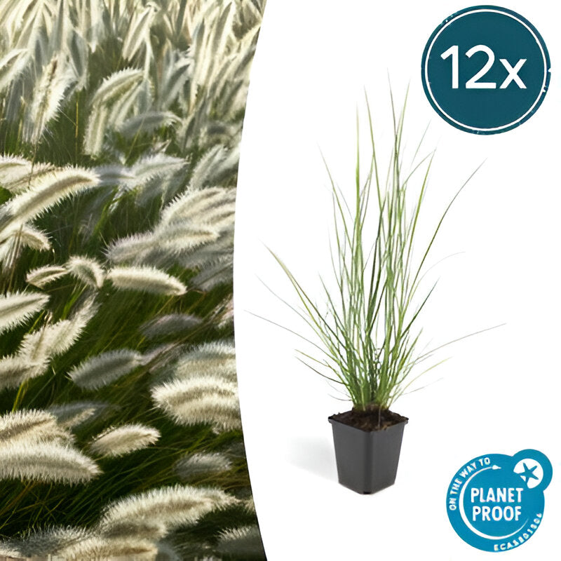 Pennisetum alopecuroides 'Hameln' - ↕10-25cm - Ø9cm