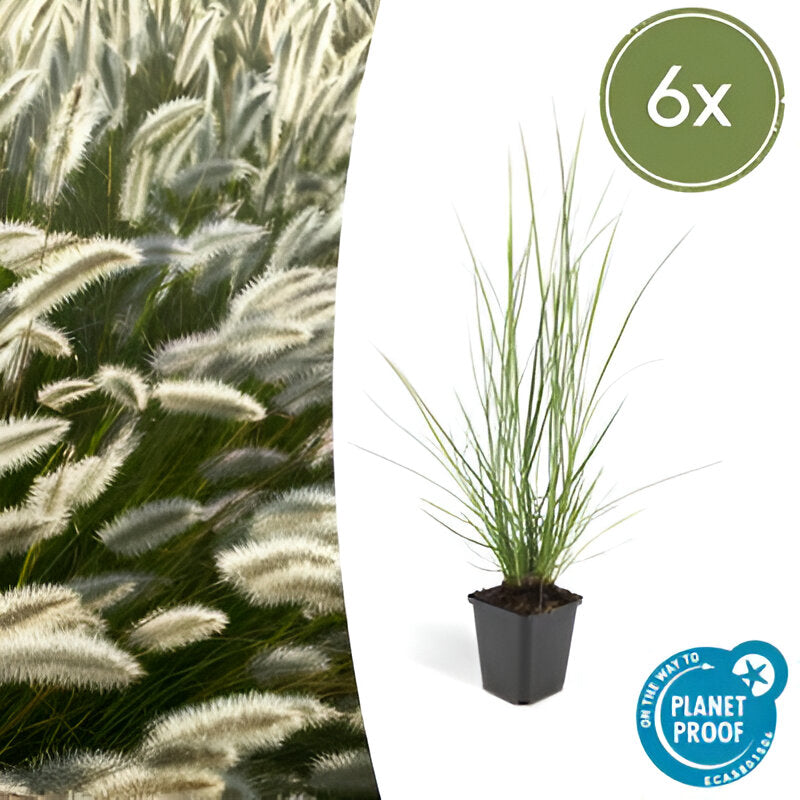 Pennisetum alopecuroides 'Hameln' - ↕10-25cm - Ø9cm