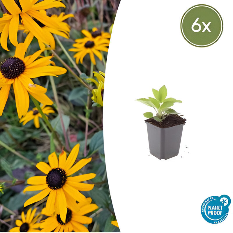 Rudbeckia fulgida 'Goldsturm' - ↕10-25cm - Ø9cm