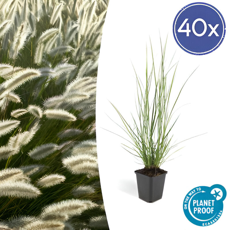 Pennisetum alopecuroides 'Hameln' - ↕10-25cm - Ø9cm