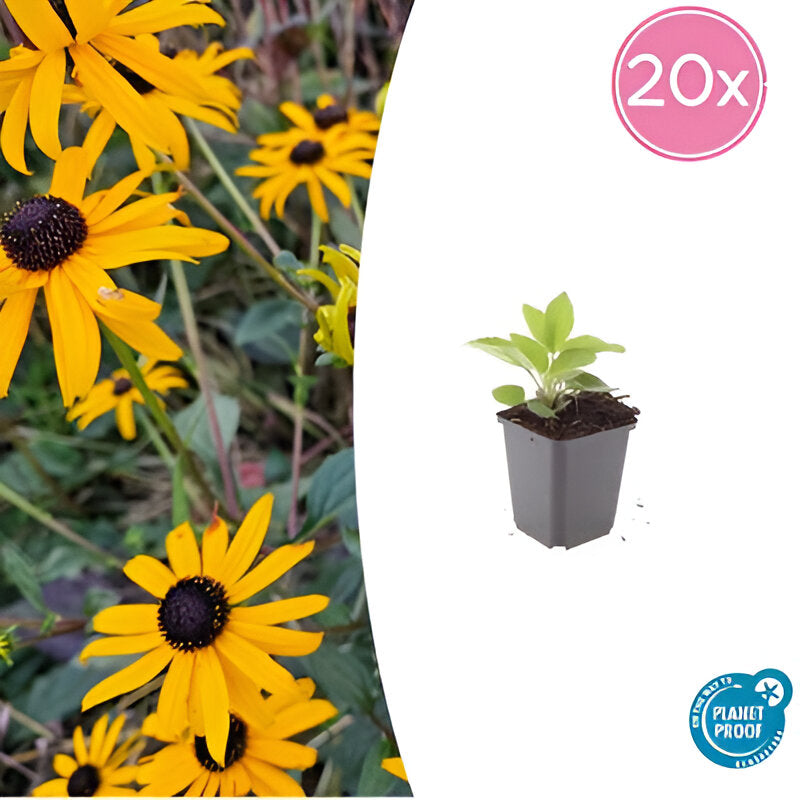 Rudbeckia fulgida 'Goldsturm' - ↕10-25cm - Ø9cm