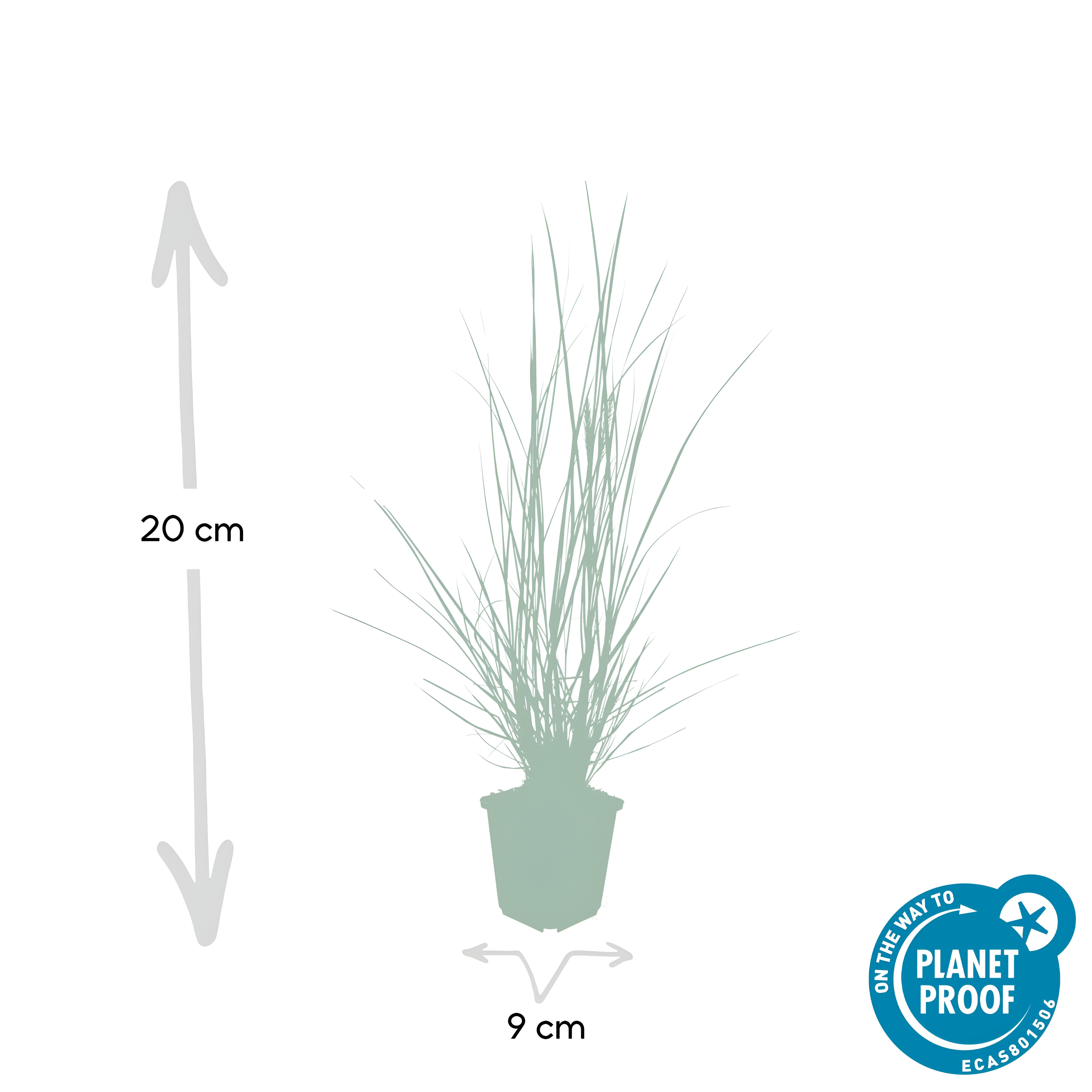 Pennisetum alopecuroides 'Hameln' - ↕10-25cm - Ø9cm