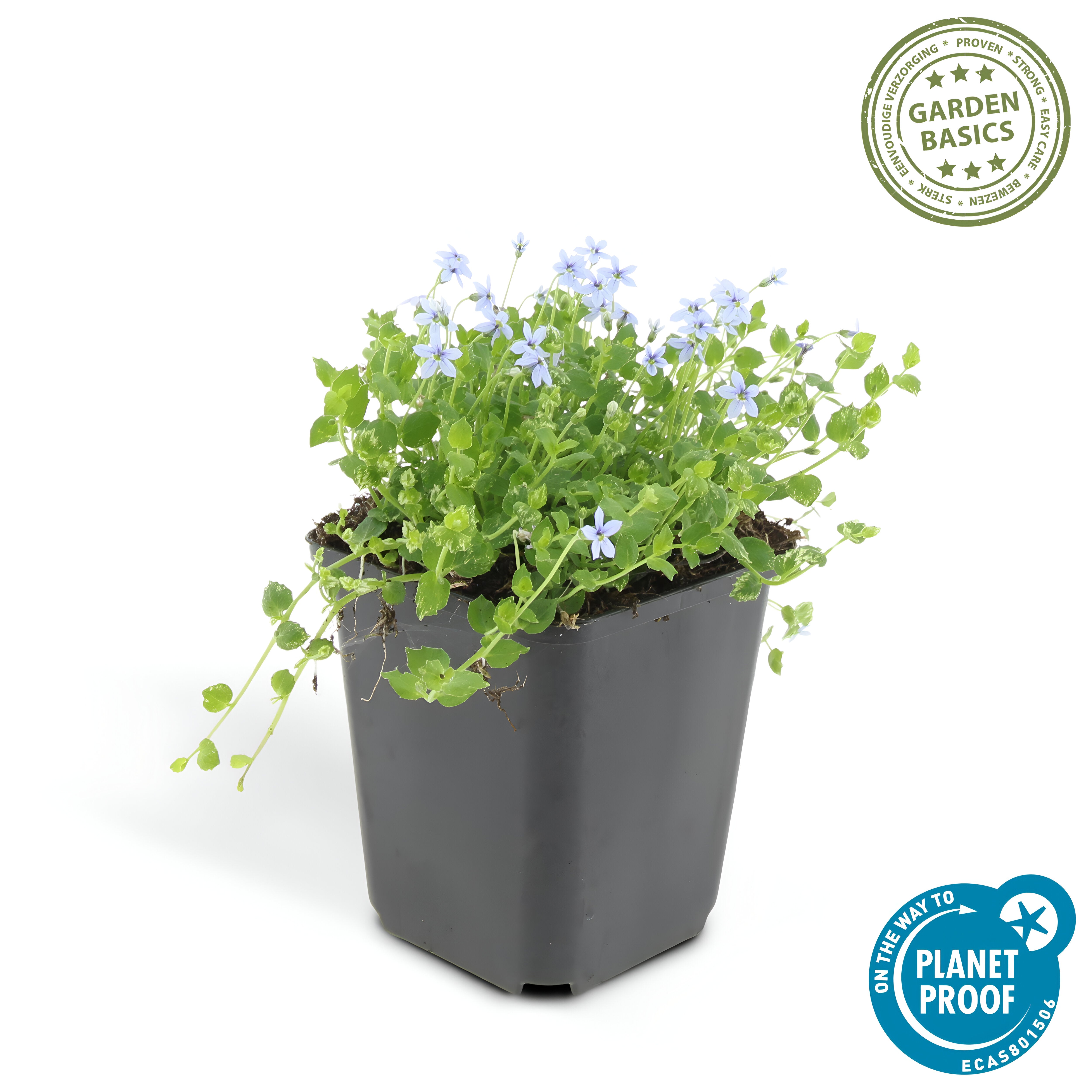 Isotoma fluviatilis