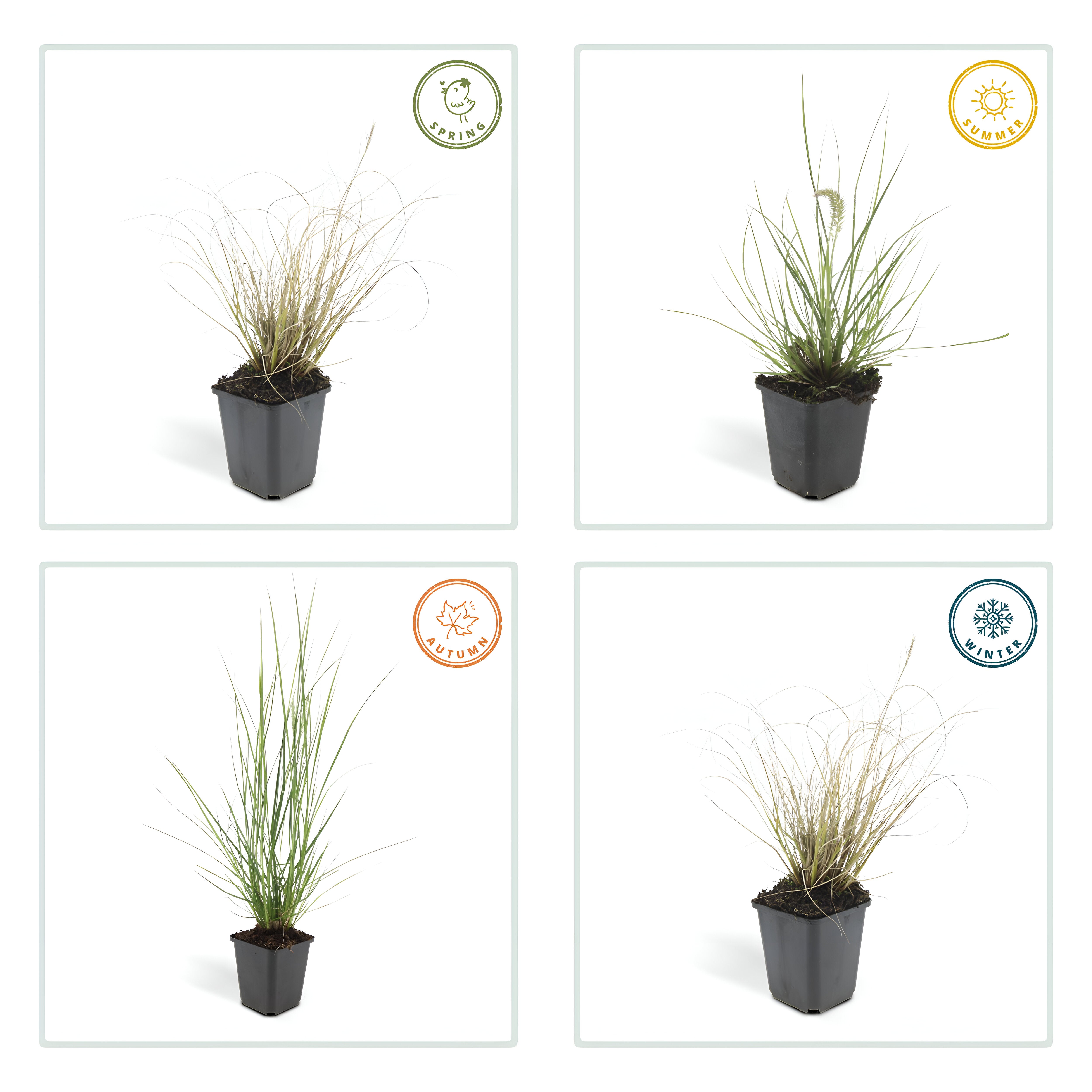 Pennisetum alopecuroides 'Hameln' - ↕10-25cm - Ø9cm