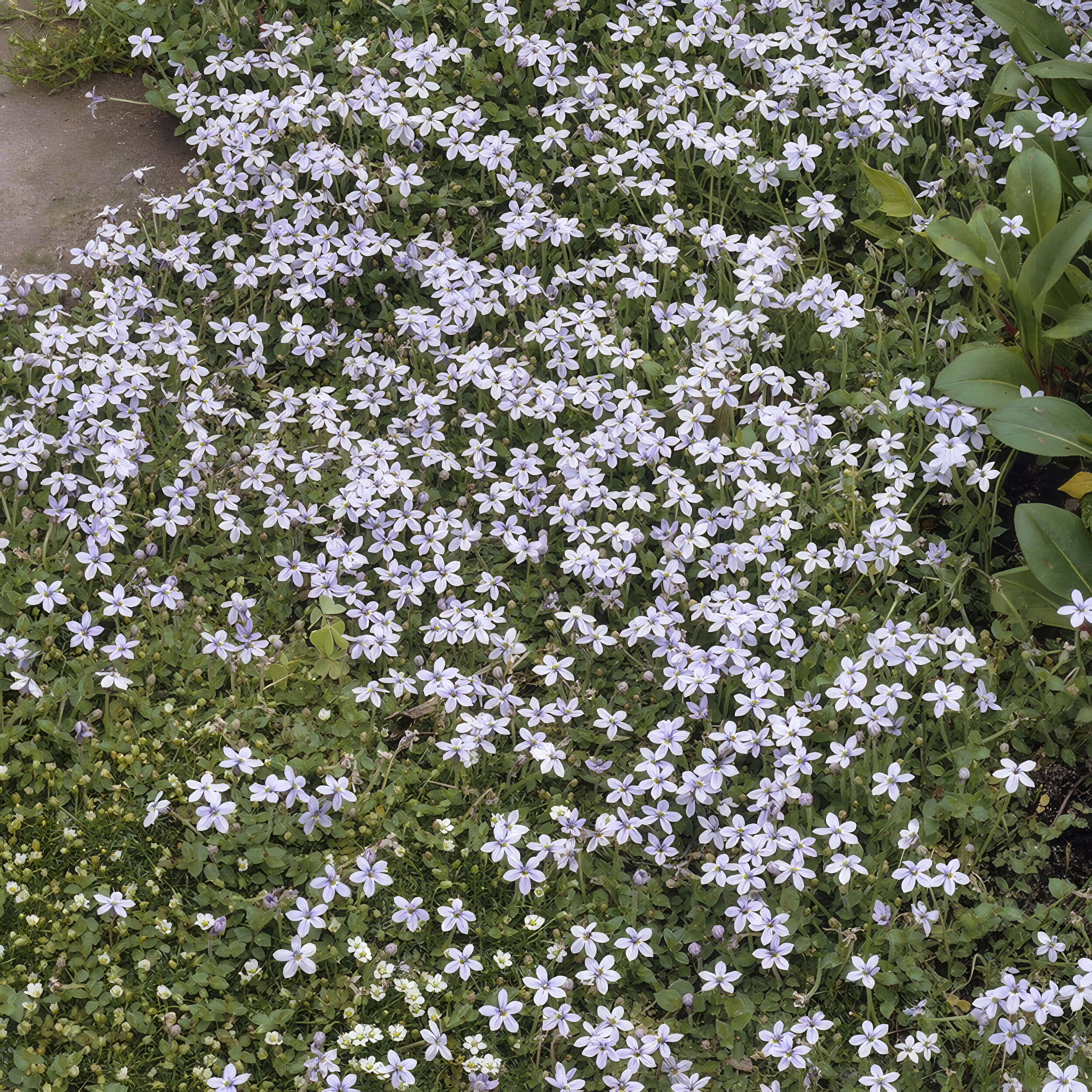 Isotoma fluviatilis