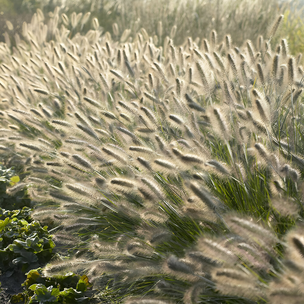 Pennisetum alopecuroides 'Hameln' - ↕10-25cm - Ø9cm