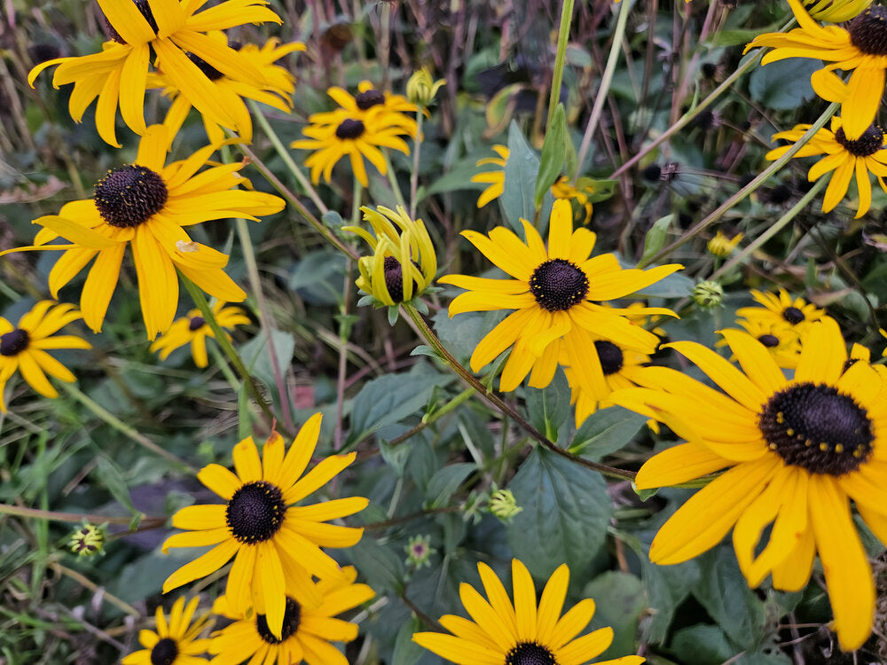 Rudbeckia fulgida 'Goldsturm' - ↕10-25cm - Ø9cm