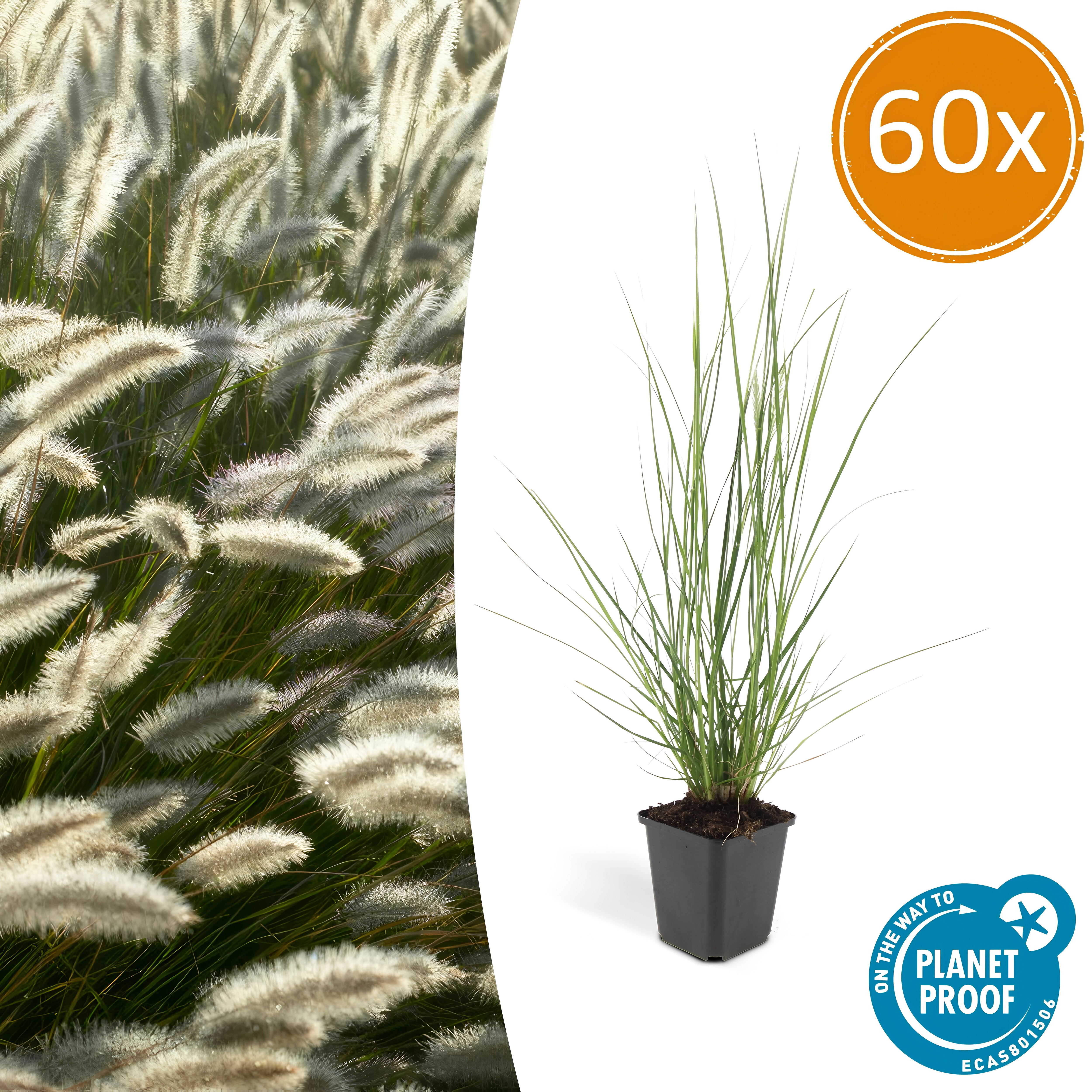 Pennisetum alopecuroides 'Hameln' - ↕10-25cm - Ø9cm