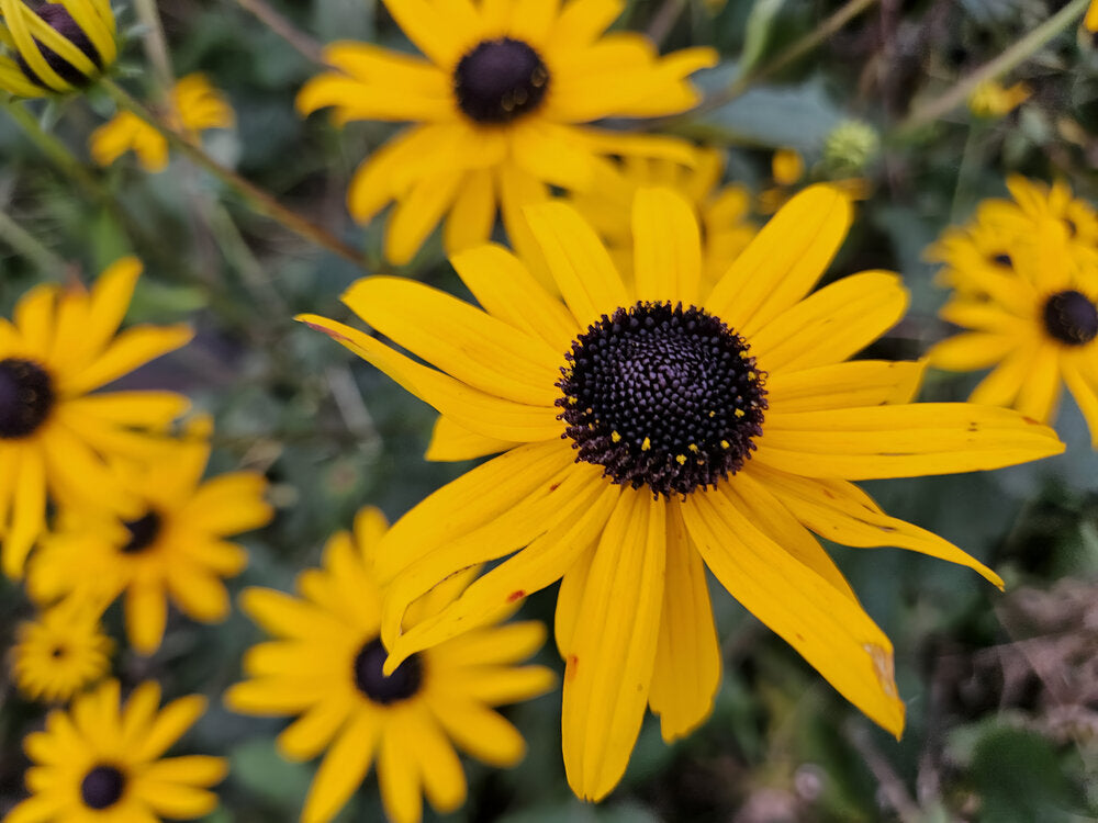 Rudbeckia fulgida 'Goldsturm' - ↕10-25cm - Ø9cm
