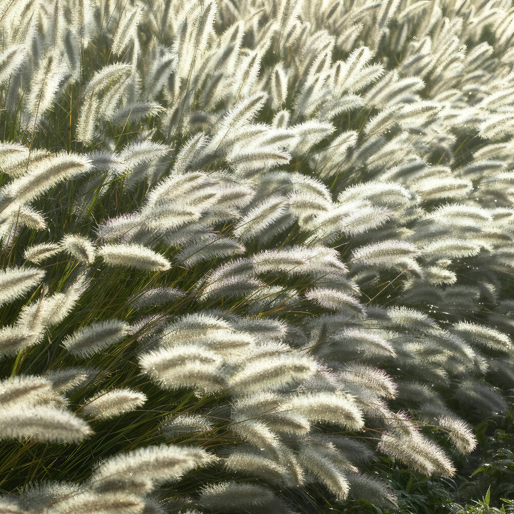 Pennisetum alopecuroides 'Hameln' - ↕10-25cm - Ø9cm