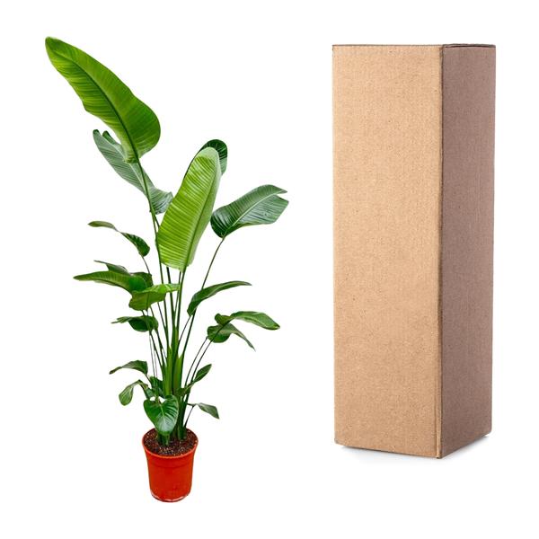 Nala - Strelitzia Nicolai - die perfekte Zimmerpflanze
