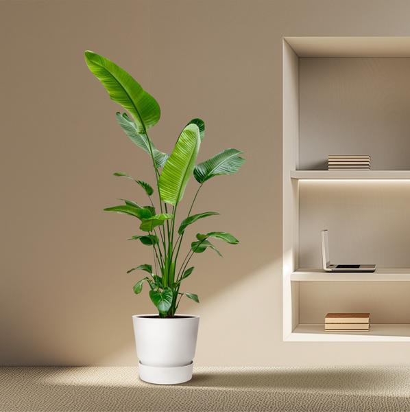 Nala - Strelitzia Nicolai - die perfekte Zimmerpflanze